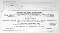 Uromyces chenopodii image